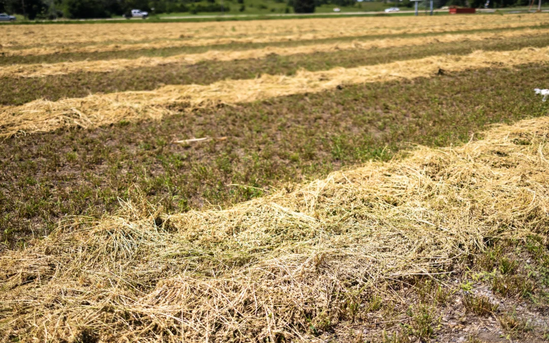 Forage Planting Guide