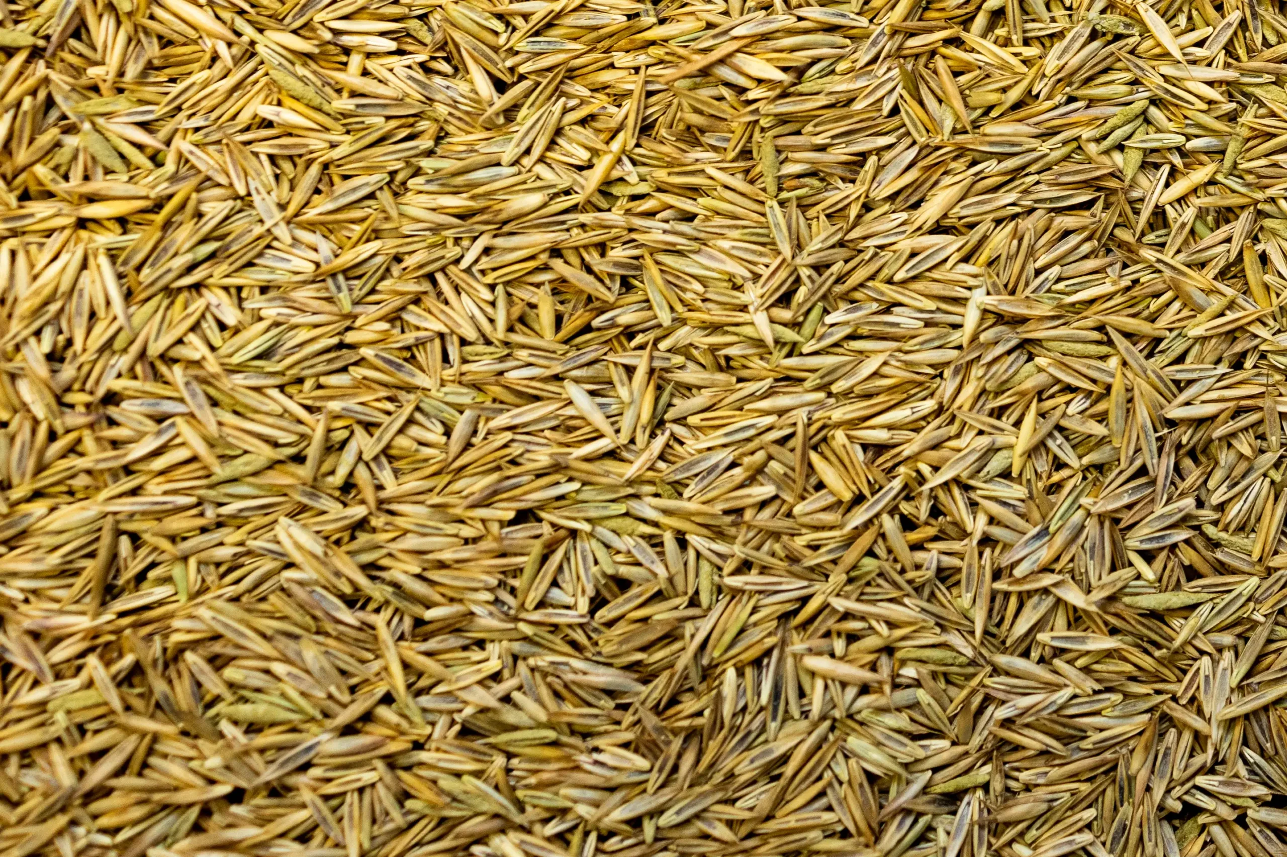 Turf Grass Cool Season