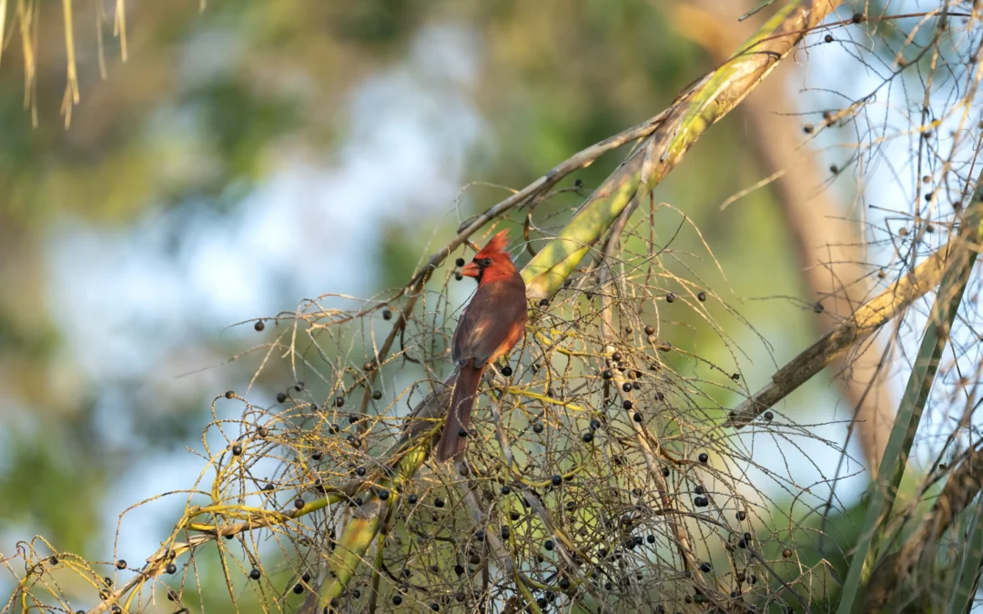 Bird Seed & Mixtures