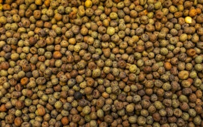 A Guide to Early Seeding: Maximize Your Forage Potential