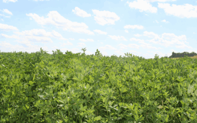 Spring Planting Tips: A Conservation Focused Approach