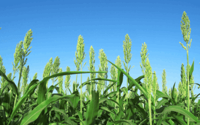 Warm Season Forages: What to Plant and Why It Matters