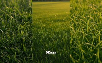 How to Choose the Right Grass Seed for Your Lawn