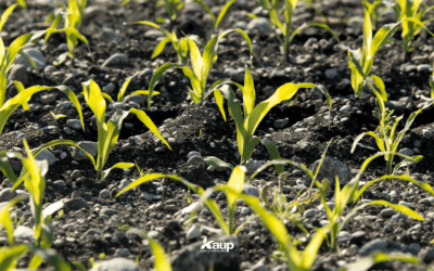 Protecting Emergence Performance in Cuming County Corn