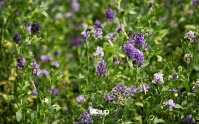 Why Timing Matters So Much When Planting Alfalfa