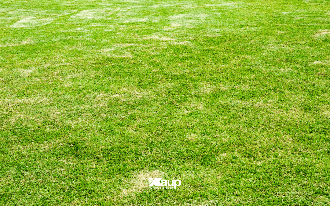Healthy turf recovery planning with Kaup lawn solutions after summer lawn stress in Nebraska