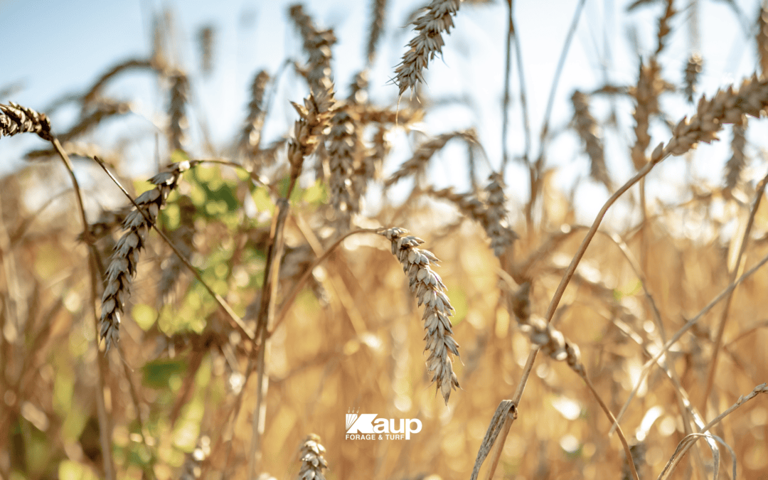 a field on rye on a summer day