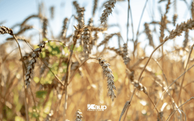 Winter Rye Cover Crop Nebraska: Plant by Oct 15 | Kaup