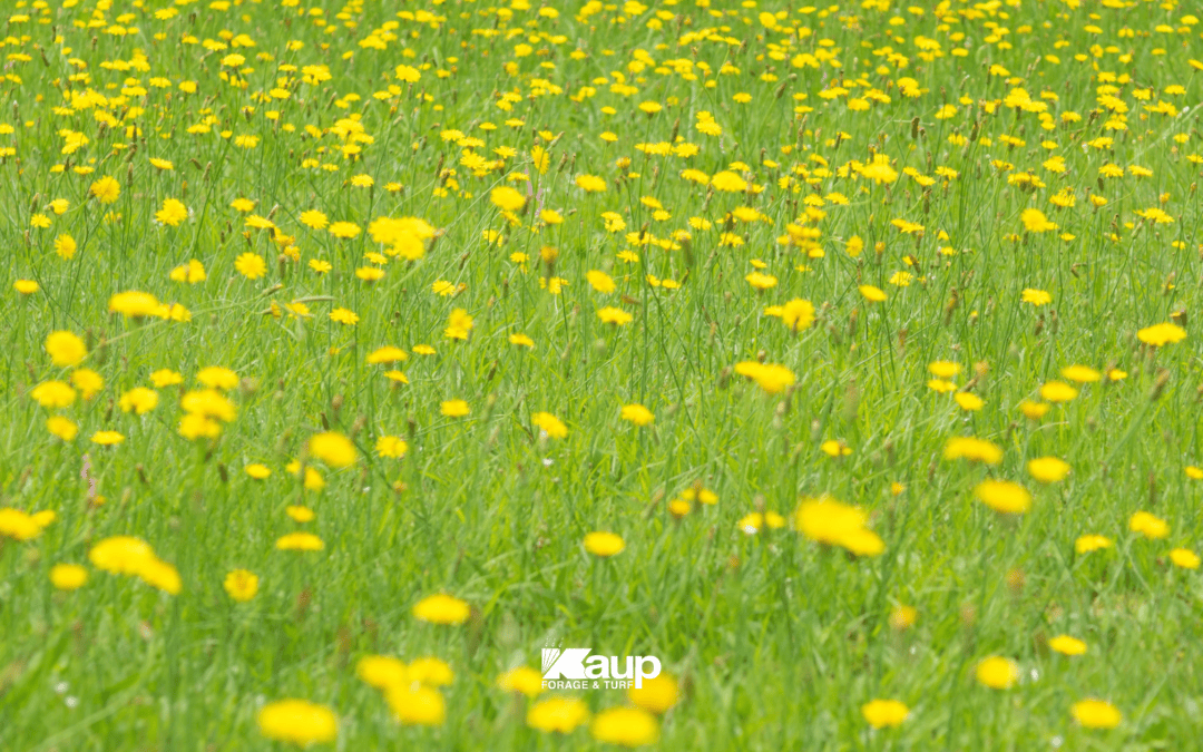 Dandelions in a Nebraska lawn during fall lawn care season in October